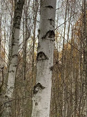 Великолепная натура: Береза в объективе фотокамеры