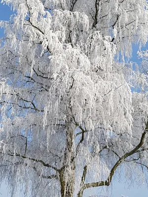 Уникальное фото березы на айфон