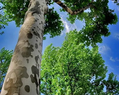 Фотография дерева бесстыдница, наполняющая сердце умиротворением