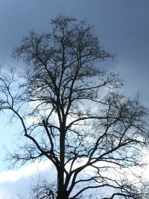 Фото дерева без листьев - скачать бесплатно в HD качестве