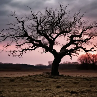 Изумительное фото дерева без листьев