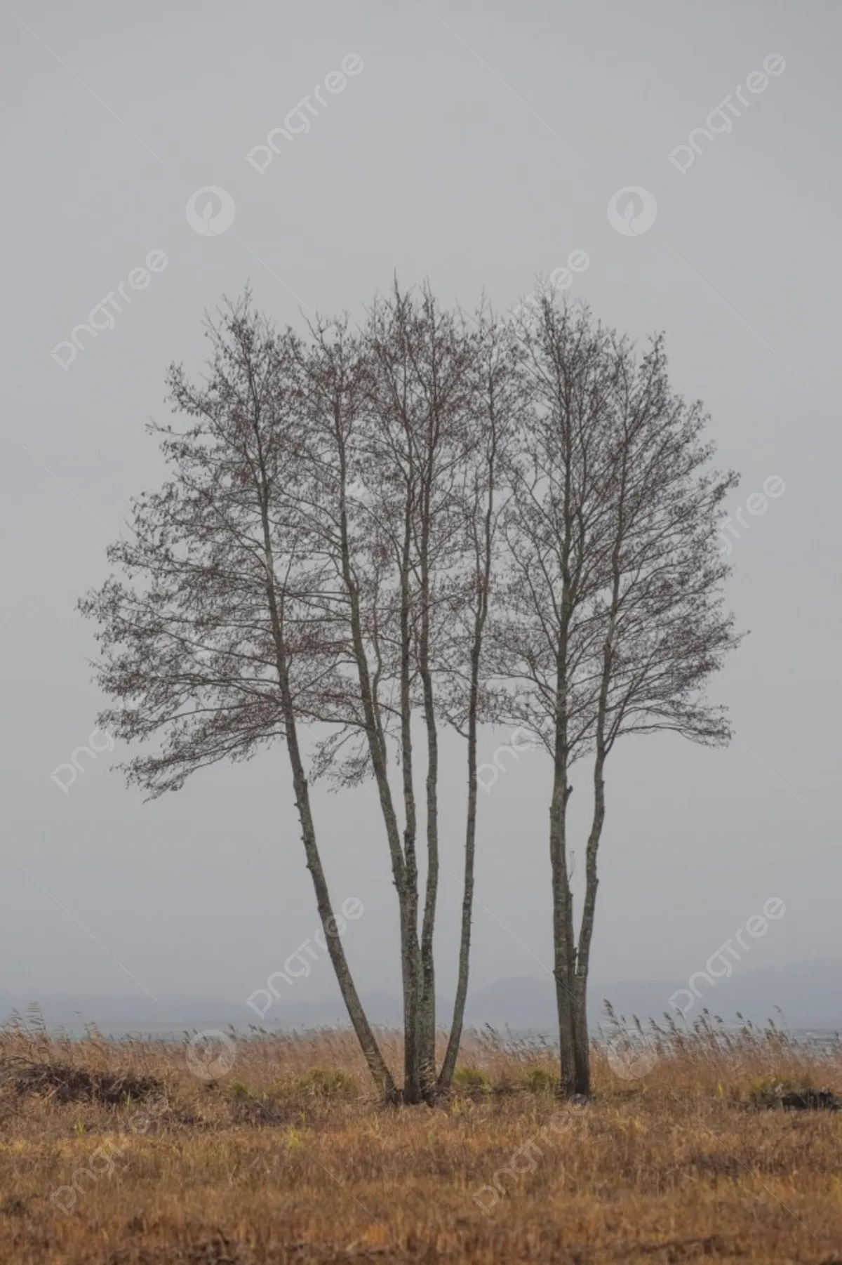 Фото по запросу Дерево без листьев