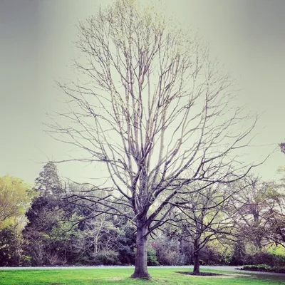 Загадочная фотография дерева без листьев с уникальными деталями
