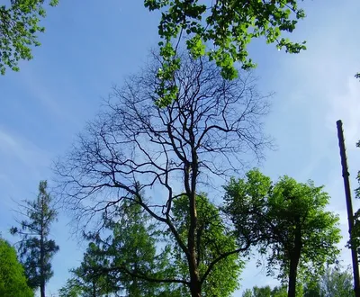 Интересная фотография дерева без листьев в категории Листья