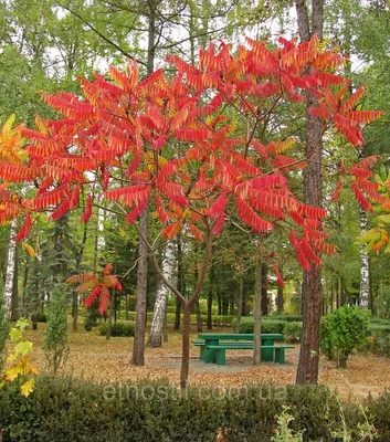 Загадочное Дерево чумак: сказочная красота на фотографии