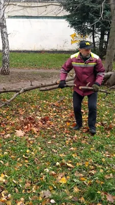 Арт-фото Дерева чумак: живописные картины природы