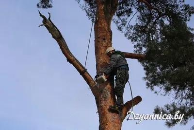 Скачать фотографию дерева чумак бесплатно