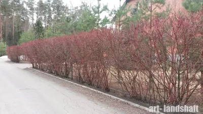 Фото дерева дерен, наполненного жизнью и красотой