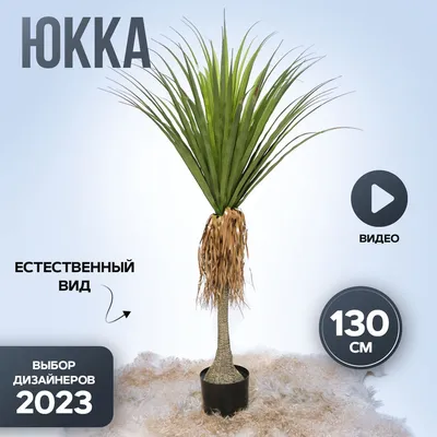 TropicaMood: экзотика и красота Дерева драцена