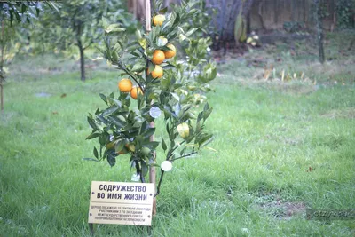 Фотографии Дерева дружбы в Сочи: прекрасный образец природы и искусства