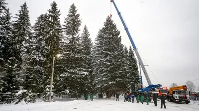 Фото дерева ель в HD качестве