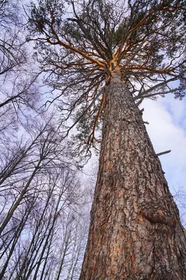 Фон с фотографией елей на мак для стильного оформления