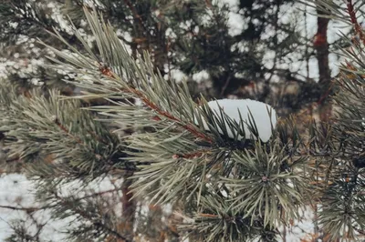 Дерево ель фотографии