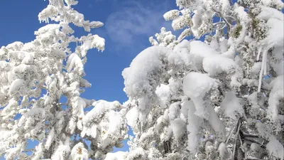 Фотка дерева елки в 4K разрешении