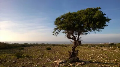 Фотография дерева гаркад в 4K качестве