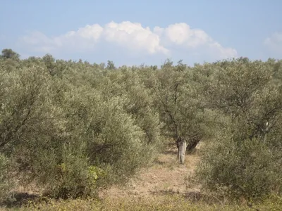 4K обои на рабочий стол с фотографией дерева гаркад