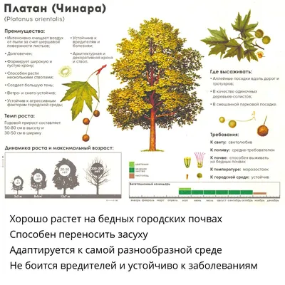 Фото дерева гаркад в HD качестве на андроид