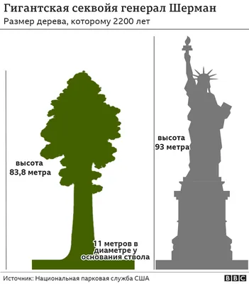 Дерево генерала шермана фотографии