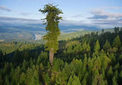 HD фотографии дерева генерала шермана для скачивания