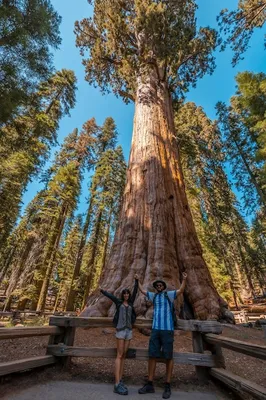 Фото на андроид: потрясающая фотография Дерева генерала Шермана