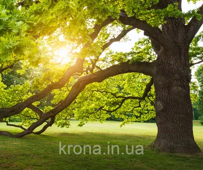 Фотографии деревьев в формате png: прозрачные изображения для вашего творчества