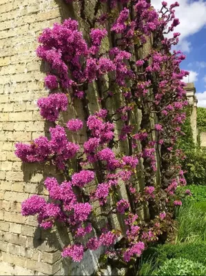 Изящное Дерево иуды на прекрасной фотографии природы