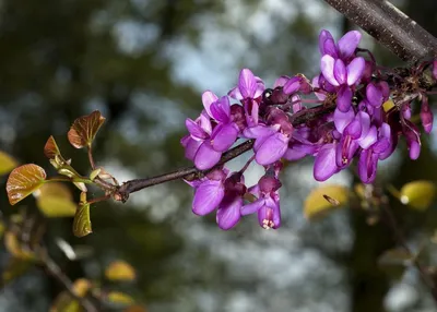 Картины дерева иуды в стиле арт