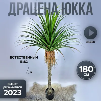 Красивые обои с деревом юкка в Full HD разрешении