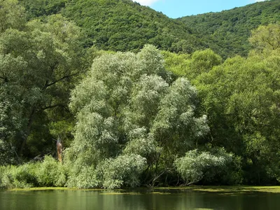 Уникальные фотографии дерева ивы в HD качестве