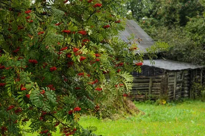 Впечатляющие картинки дерева калина красная