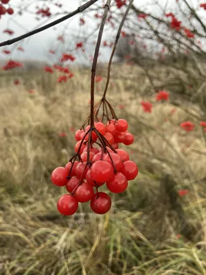 Фотография красной калины в HD