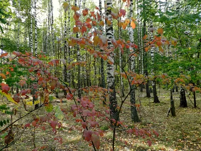 Прекрасное чудо природы: калина красная в полном расцвете