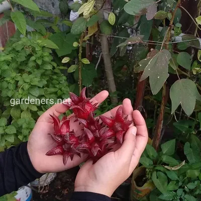 Естественное великолепие: Дерево каркаде в фотографиях