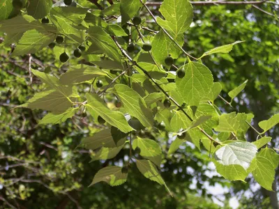 Величественное дерево картас южный: картина природы