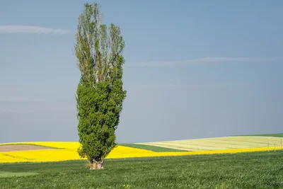 Обрамленный небесами (Дерево картас): фото, где дерево выглядит как рамка