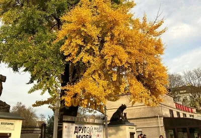 Фото дерева в формате gif для разнообразия