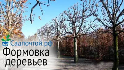 Фотография дерева каштана на фоне гор