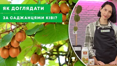 Фото деревьев киви: впечатляющая картина природы