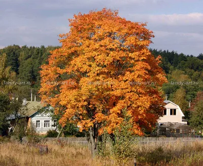 Картинка клена в осеннем настроении