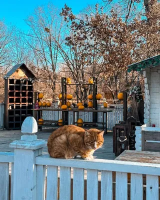 Преданные стражи природы: Очаровательные фотографии дерева котиков