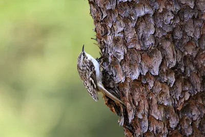 Уникальное фото дерева лианы: обои на айфон