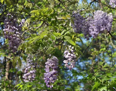 Красота дикой природы: взлет лиан в небо