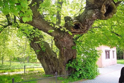 Фотка дерева липы с яркими цветами для оформления фотоальбома