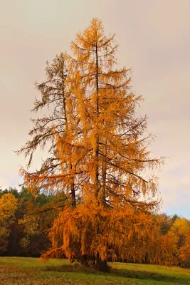 Лиственница - фотографии в HD качестве для вашего проекта