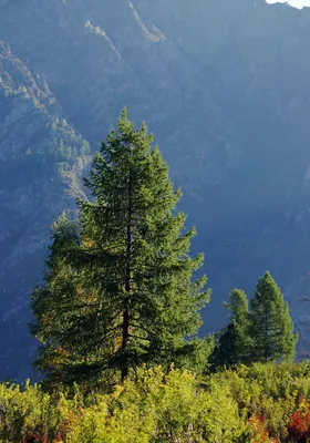 Фотк дерева лиственницы в 4K разрешении