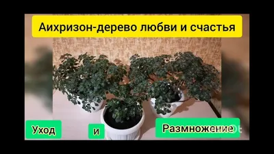 Нежное Дерево любви: баланс природы и человека (фото)