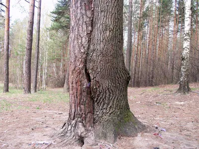 Искусные рисунки дерева любви на фотографиях