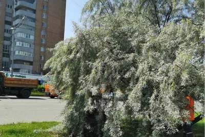 Скачать бесплатно рисунок дерева лоха