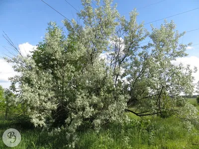 Реалистичный рисунок дерева лоха доступен для скачивания.