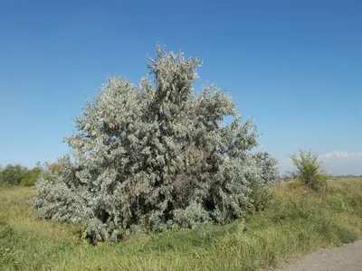 Фотография дерева лоха в 2024 году - современный взгляд на природу.